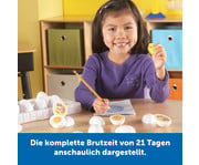 Lebenszyklus Vom Ei zum Huhn 2