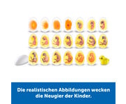 Lebenszyklus Vom Ei zum Huhn 3
