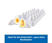 Lebenszyklus Vom Ei zum Huhn 4