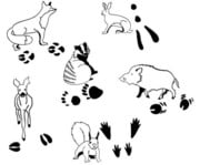 Tierspurenstempel 12 tlg 5