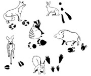 Tierspurenstempel 12 tlg 1