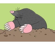 Tiere Sprachförderung mit Bildkarten 2