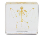 Betzold Fledermausskelett (Hypsugo pulveratus) 1