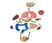 Organbilder 1