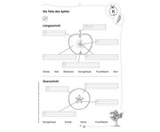 Der Apfel im Anfangsunterricht 3