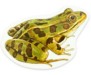 Magnetischer Lebenszyklus: Frosch 2