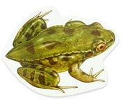 Magnetischer Lebenszyklus: Frosch 3