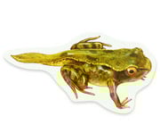 Magnetischer Lebenszyklus: Frosch 4