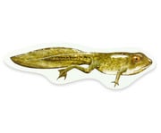 Magnetischer Lebenszyklus: Frosch 5