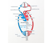 Betzold Blutkreislauf magnetisches Tafelmaterial 3