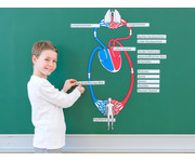 Betzold Blutkreislauf magnetisches Tafelmaterial 4