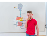 Betzold Verdauungsorgane magnetisches Tafelmaterial 4