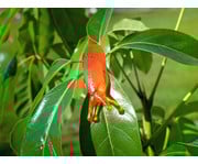 Glibber Schnecke 2