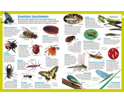 memo Wissen entdecken Insekten 2