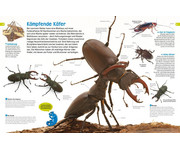 memo Wissen entdecken Insekten 3