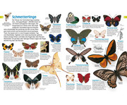 memo Wissen entdecken Insekten 4
