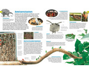 memo Wissen entdecken Insekten 6