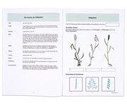 Betzold Getreidearten bestimmen Themenheft 4