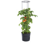 Tomaten Pflanztopf 1