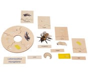 Betzold Lebenszyklen Set 4