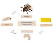 Betzold Lebenszyklen Set 5