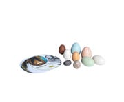 Entdeckerset Vogeleier 1