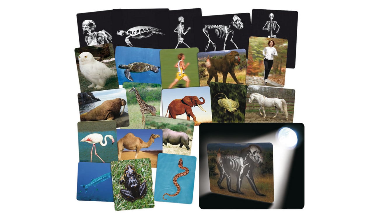 ROYLCO Röntgenbilder Tier und Mensch