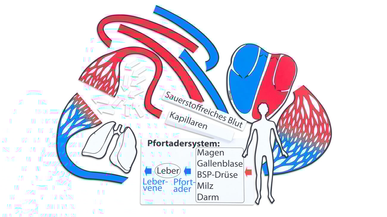 Betzold Blutkreislauf, magnetisches Tafelmaterial