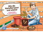 Kamishibai Bildkarten Wie die Kartoffel keimt und wächst