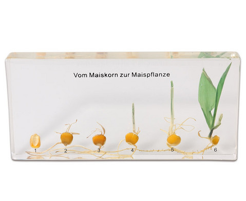 Vom Samen zur Pflanze - betzold.de