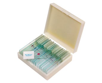 Betzold Präparate Set 2