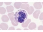 Blut/Mensch Präparate und Foliensätze