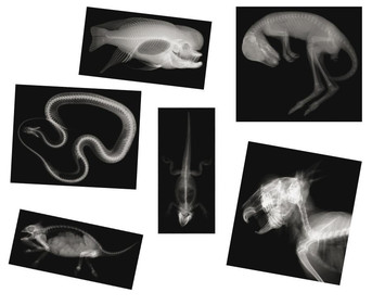 13 Tier Röntgenaufnahmen