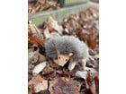 beleduc Handpuppe Igel