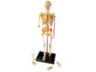 Skelett Puzzle