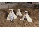 Betzold Kinder Kostüm Schaf