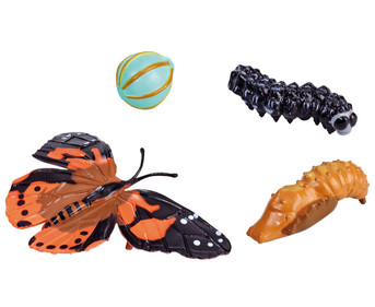 Lebenszyklus Figuren: Schmetterling