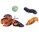 Lebenszyklus Figuren: Schmetterling 1