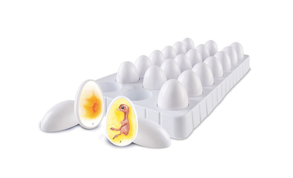 HCM Kinzel Lebenszyklus Frosch – 4-teiliges Set Aus Kunststoff, Bunt