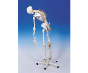 Universal Skelett A13 für Schulen 3