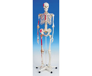 Universal Skelett A13 für Schulen 4