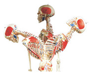 Universal Skelett A13 für Schulen 1