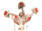 Universal Skelett A13 für Schulen