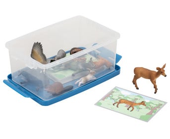 Betzold Tiere zuordnen