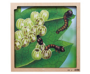 Lebenszyklus Puzzle 4