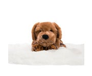 Therapeutische Tiere 7