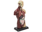 Betzold Schülertorso