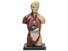 Betzold Schülertorso