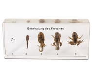 Betzold Musik Frosch Guiro Mit Schlagel Betzold De