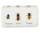 Betzold Lebenszyklus Honigbiene Kunstglasblöcke 6